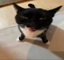 PP_mrow