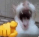 hahaha Discord emoji