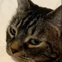 Cat_side_eye