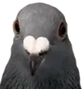 pigeonStare