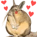 viscahcablush
