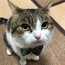 Cat4kQuality