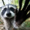 raccoonGrab