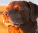 zen