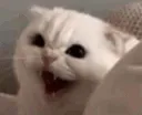 PS_CatAngryHiss