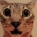 PS_CatShocked
