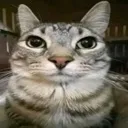 waow