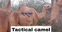 tactical_camel