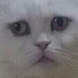 PlsNo_floppaa Discord emoji