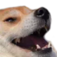 dogkek