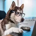 Huskywork