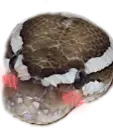 snakeblush