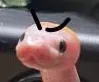 angryeyebrowssnake