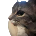 sideeyerigby