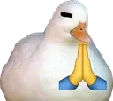 duck_pray