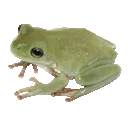 3_frog