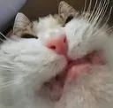 ScrungyCringe