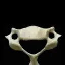 VertebraeC6Smile