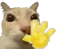 kitty_wave
