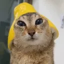 lemo