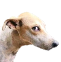 Dog_stare Discord Emoji from Fireflies Empire