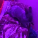 bunny bunny