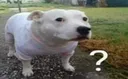 huh