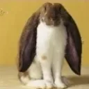 lop