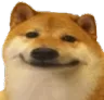 dog_Slava_vidit_pitsy