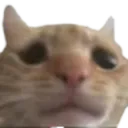 026_sadcat