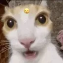 whennotextinmeowmix