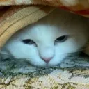 simba_lurk30 simba_lurk30