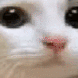 no_cat