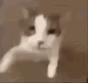 catkiss