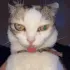 Catastrophe_Tweaking Catastrophe_Tweaking