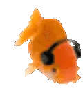 fishdance