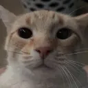 CatEnragedHD