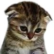 ExtenzeSadCat