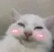 kitty_blush