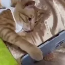 catonmyphone