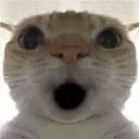 cat_wow