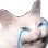 Chat_triste