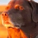dog_cooked