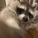 raccoonPunch