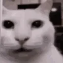 CatStare