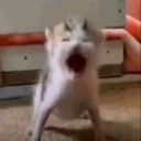 JOY JOY