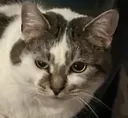 Poppy_What_You_Lookin_At
