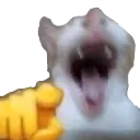 catpointlaugh