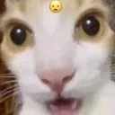 catuwaa