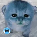 kaw
